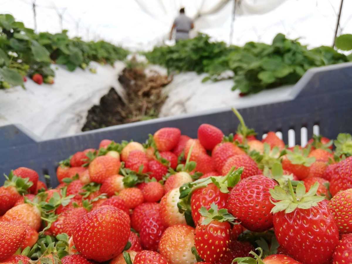 Fresas