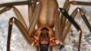 Araña