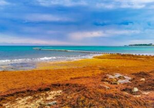 WhatsApp Image 2025-07-03 at 2.39.16 PM