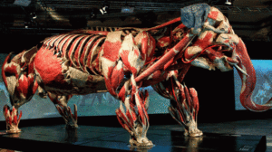 Animal-platinacion-730x410