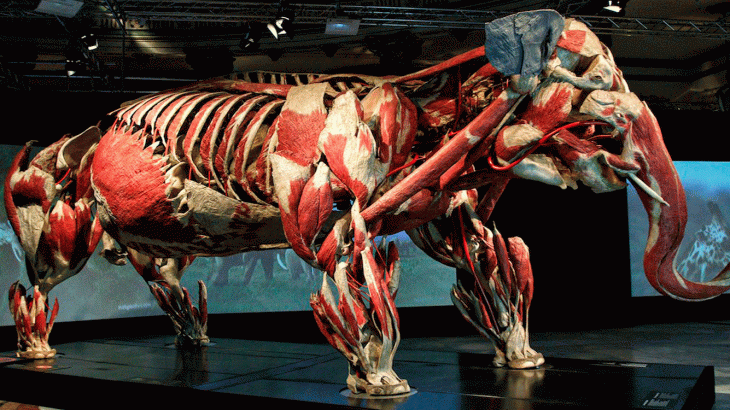 Animal-platinacion-730x410