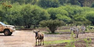 Emiten dos recomendaciones tras escape de animales en zoológico.