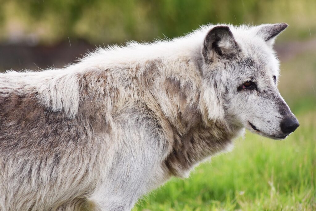 Loba canadiense