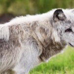Fallece loba canadiense durante procedimiento médico en el Zoológico de León.
