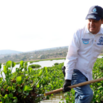 Cotinúa segunda jornada de retiro de lirio acuático en la presa Ignacio Allende.