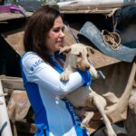 Colectivos animalistas atribuyen falta de vigilancia ciudadana a ausencia de mesas de trabajo con Municipio.