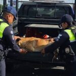 Una vez más, la carretera Silao–Guanajuato es escenario de una historia que duele.
