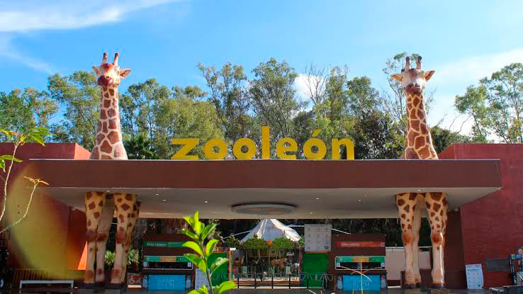 Exigen plan integral para rescatar al Zoológico de León tras detección de gusano barrenador