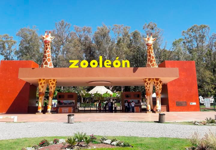 ZooLeón activa plan preventivo de ocho semanas para contener propagación del gusano barrenador
