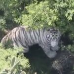 Concluye operativo en Tepetlaoxtoc: tigre de bengala es abatido tras su localización.