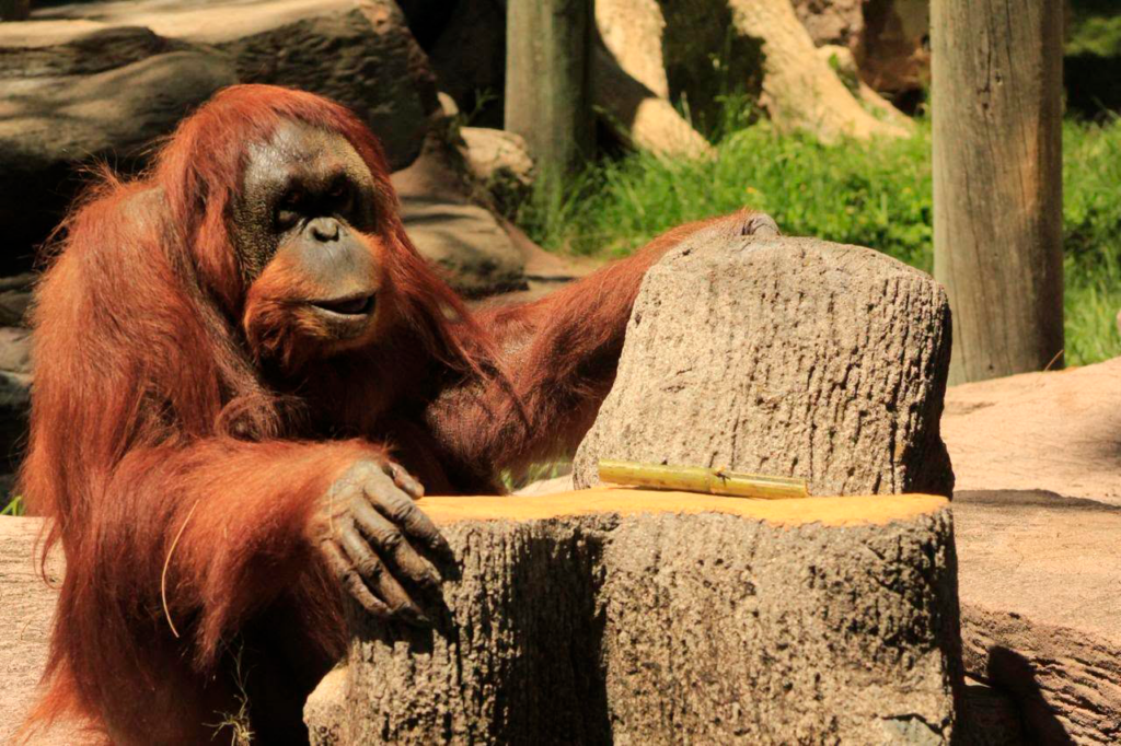ZOOLEÓN celebra los 42 años de TANG, un símbolodel bienestar animal