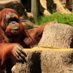 ZOOLEÓN celebra los 42 años de TANG, un símbolodel bienestar animal.