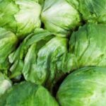 Descartan brote sanitario en lechuga de Guanajuato tras inspección de COFEPRIS y Secretaría de Salud.