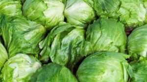 principal_lechuga