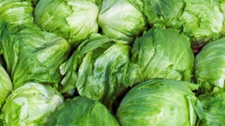principal_lechuga